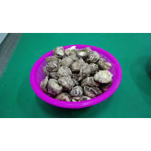 Champignon shiitake fleur de thé séché populaire et bas prix